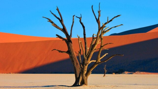 A dead tree in a desert with bold orange and blue in the background, giving a feeling of heat
