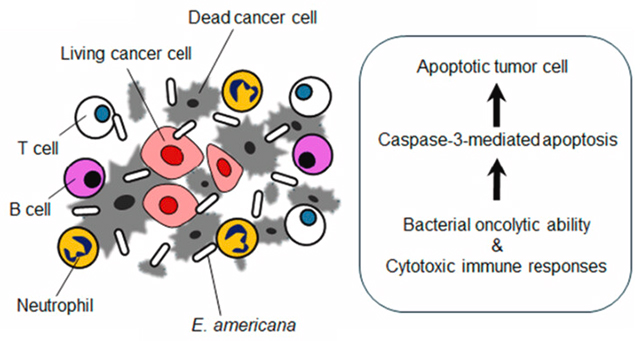 Cancer treatment diagram
