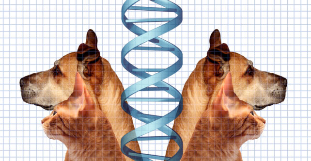 Coped dog and cat on either side of a DNA molecule