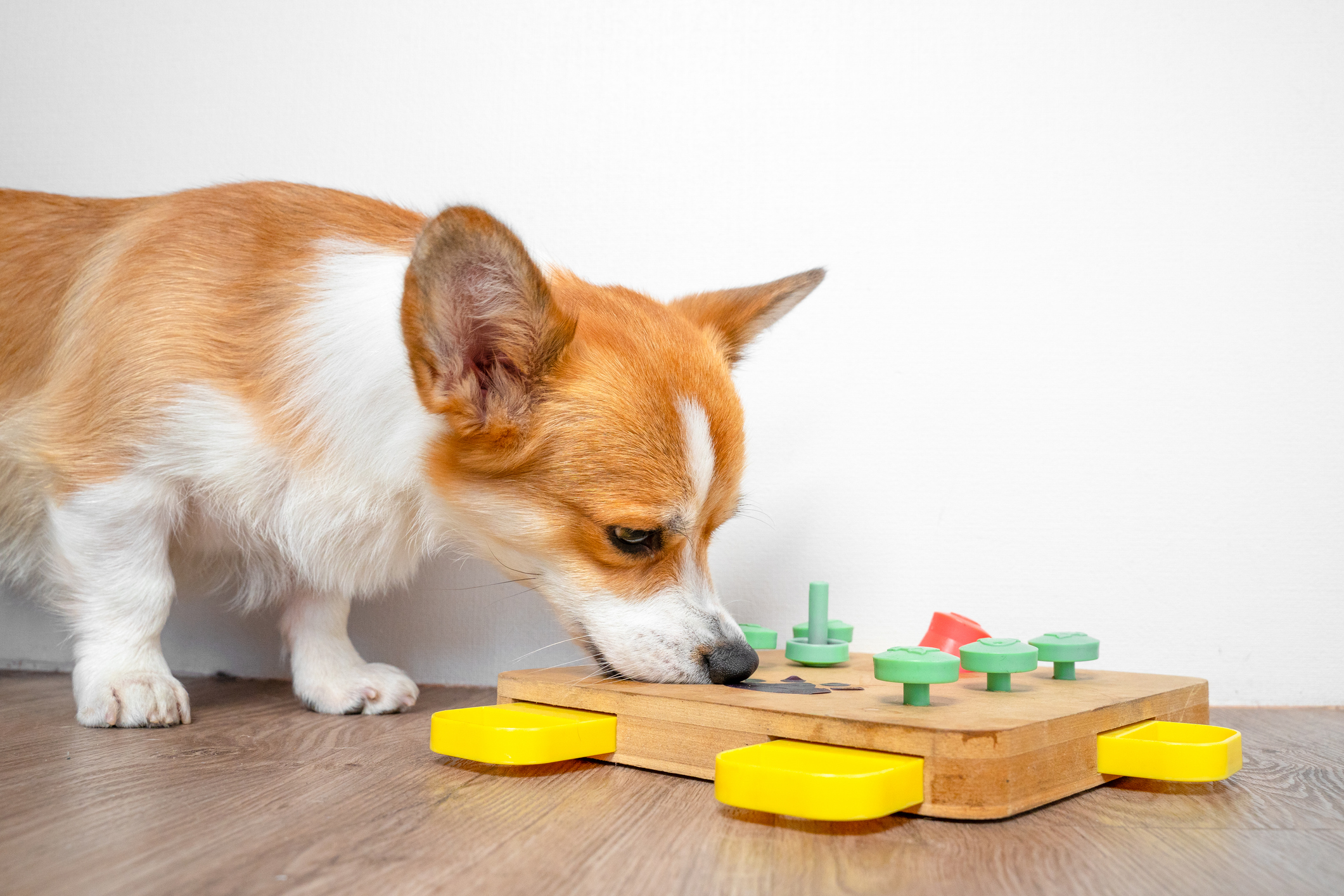 White and tan corgi dog nuzzling puzzle toy with his nose