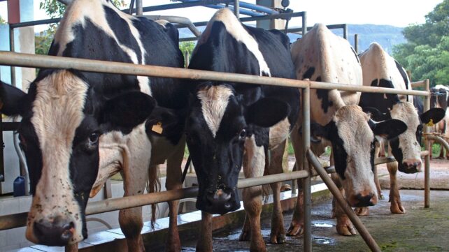 Multiple cows on a dairy farm