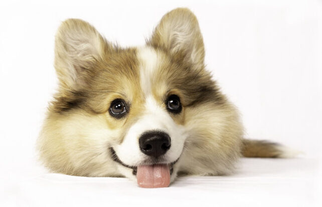 Fluffy corgi pup on white background. Angle show only its head.