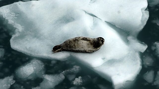 The Arctic Just Sweltered Through Its Hottest Year on Record