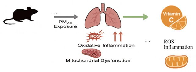 Vitamin C study graphical abstract