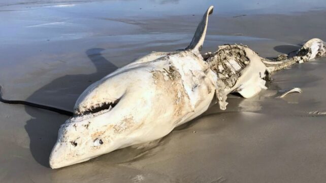 A shark lying upside down on a beach