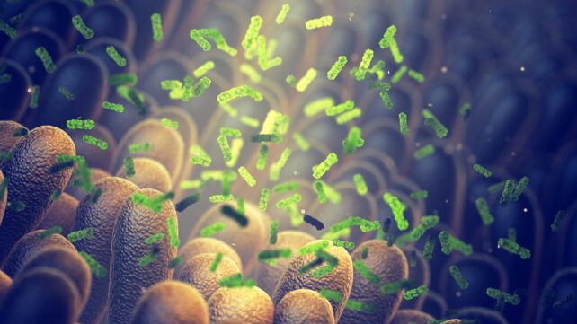 Gut flora health