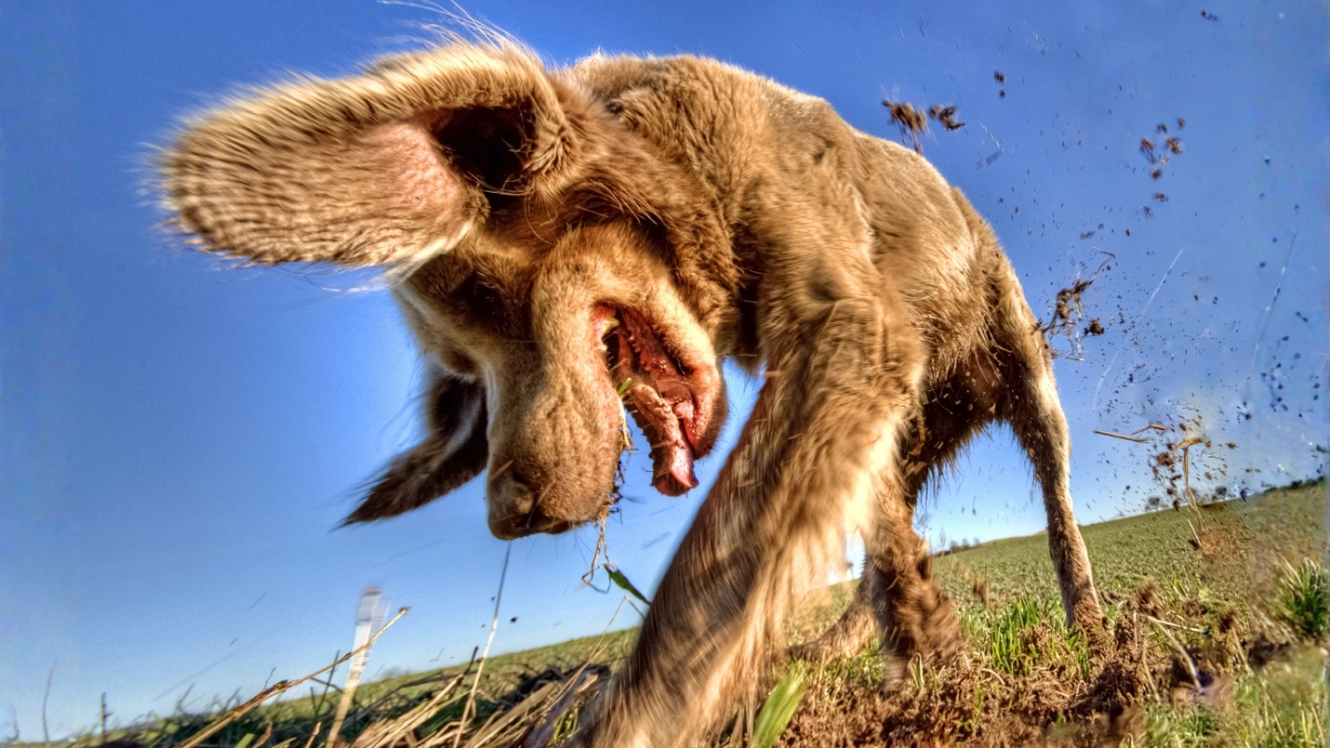 Have you ever seen a dog focused on nuzzling their expensive treat under a blanket, behind a couch cushion, or into a freshly dug hole in the backyard? You might think they are behaving like a paranoid doomsday prepper, but dogs aren't stockpiling their food due to anxiety about impending disaster.