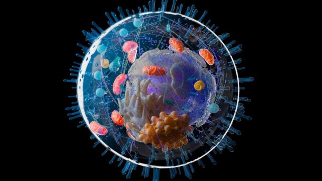 Illustration of a human cell, with colorful organelles, on a black background