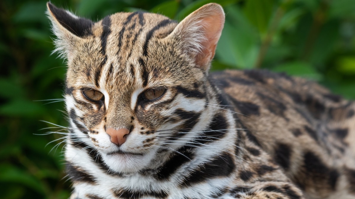 Objev starověkých čínských koček odhaluje jiný druh než domácí