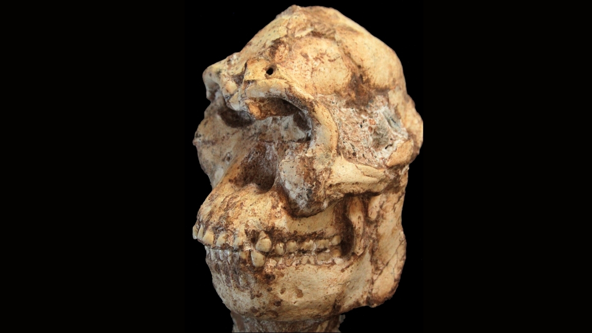'Little Foot' May Be a Whole New Member of Our Family Tree After All