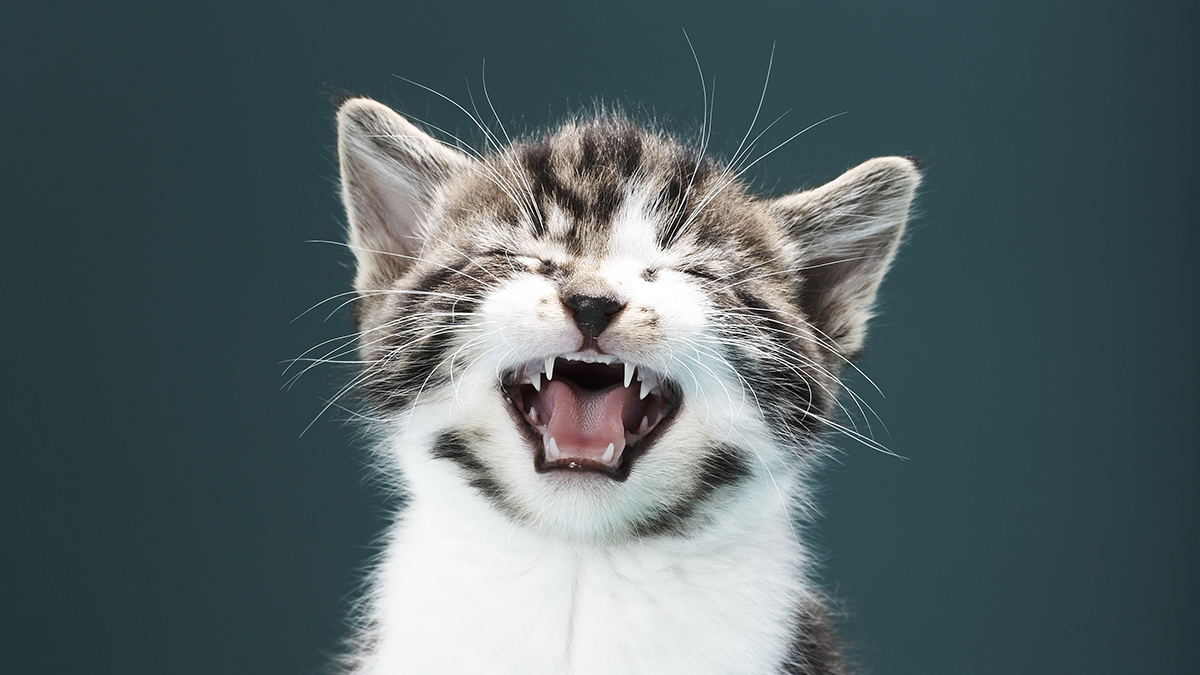 Kočky mňoukají více na muže než na ženy, důvod je nejasný