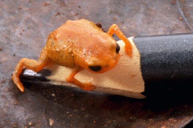A tiny orange frog with black eyes sits on the end of a black pencil.