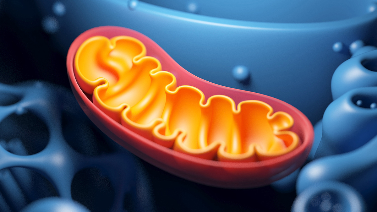 Cell structure showing the mitochondria