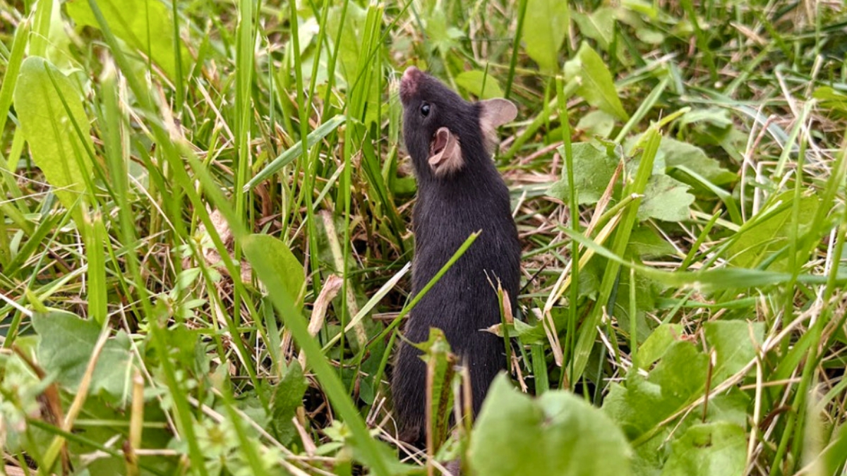 Scientists Released Caged Mice Into The Wild, And an Incredible Thing Happened