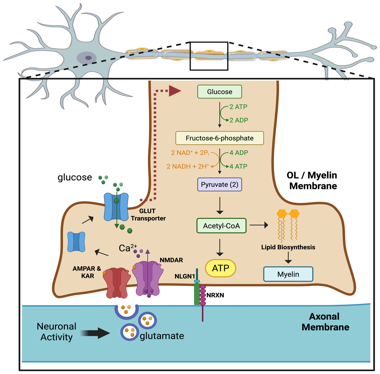 Neuron signals