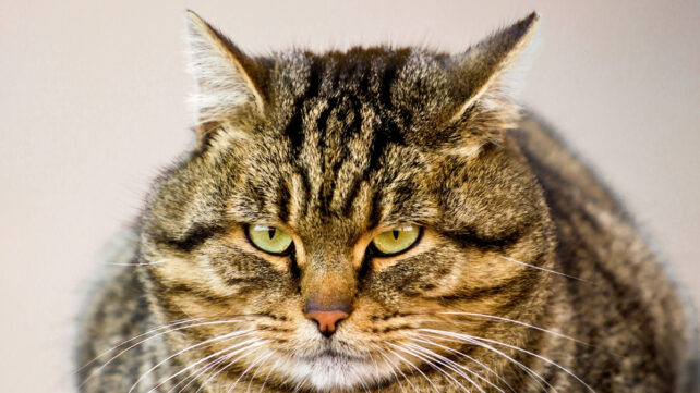 A close-up face of a chubby tabby cat, looking a bit grumpy