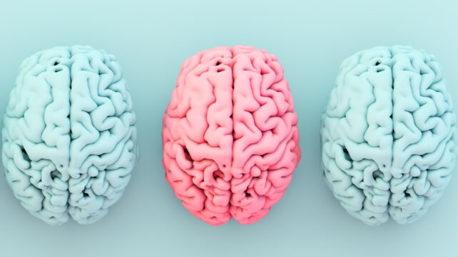 High contrast 3D rendering of a pink brain with a blue brain on either side