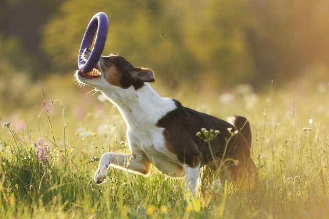 Small dog holding purple plastic donut toy