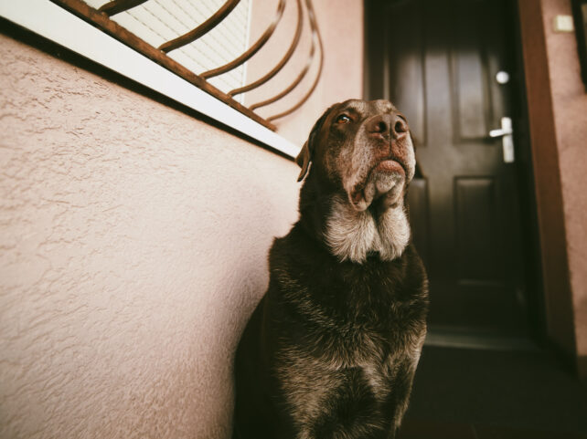 Senior dog with grey hair sitting in front of black front door looking outwards.