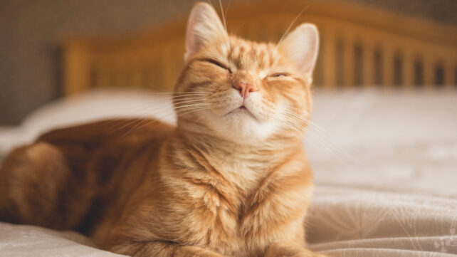 An orange cat squints its eyes and appears to be smiling while laying on a bed.