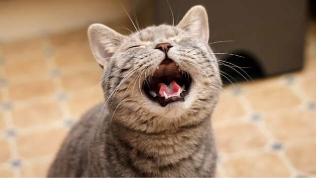 This Week in Science: Cats Meow More at Men, Depression Relief, And More!