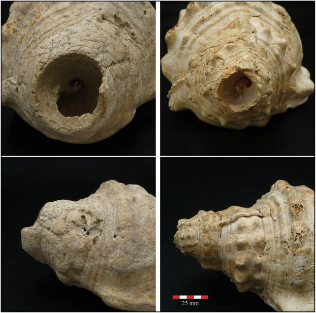 Panel of four images, two side-on and two transverse, showing conch shells with the tips of one pointed end cut off.