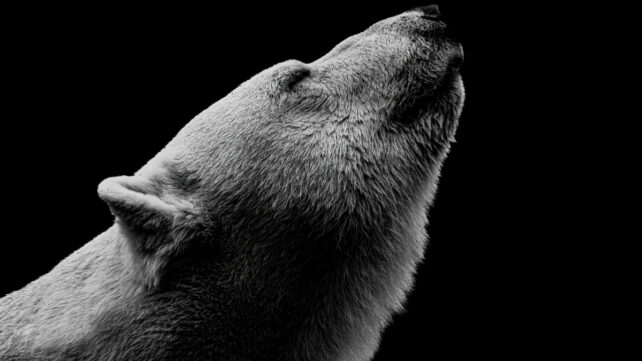 black and white photo of a polar bear head