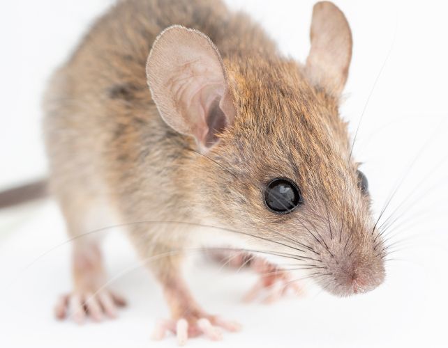 close up of a california deermouse which has brown fur, on a white background