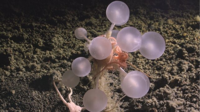 A cluster of ball shaped things on the ocean floor