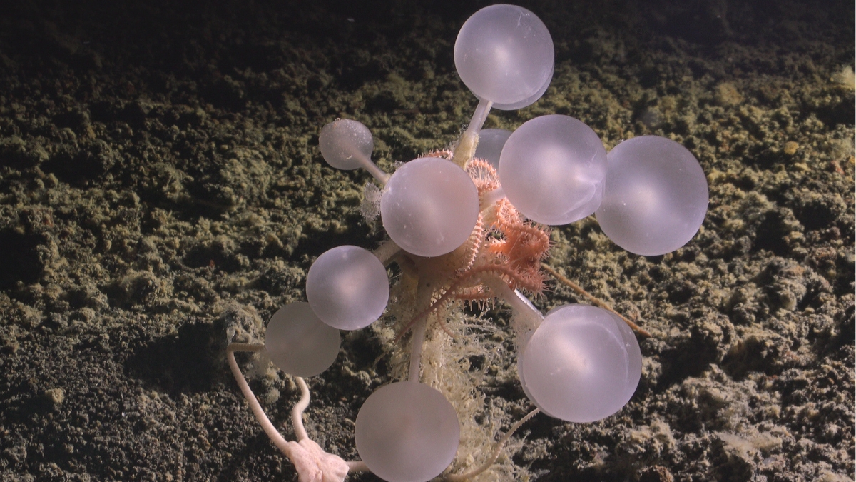 A cluster of ball shaped things on the ocean floor