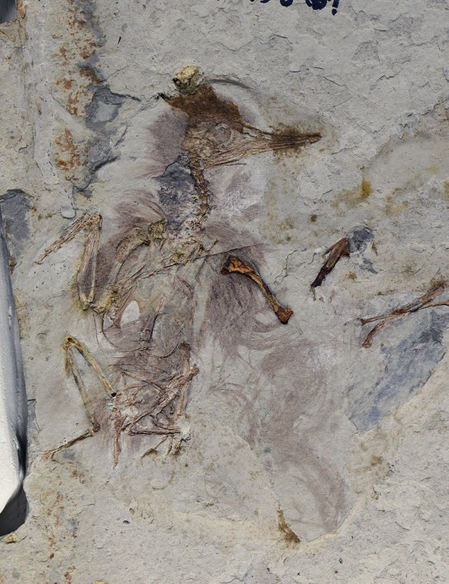 This Prehistoric Bird Choked to Death on 800 Rocks, And No One Knows Why