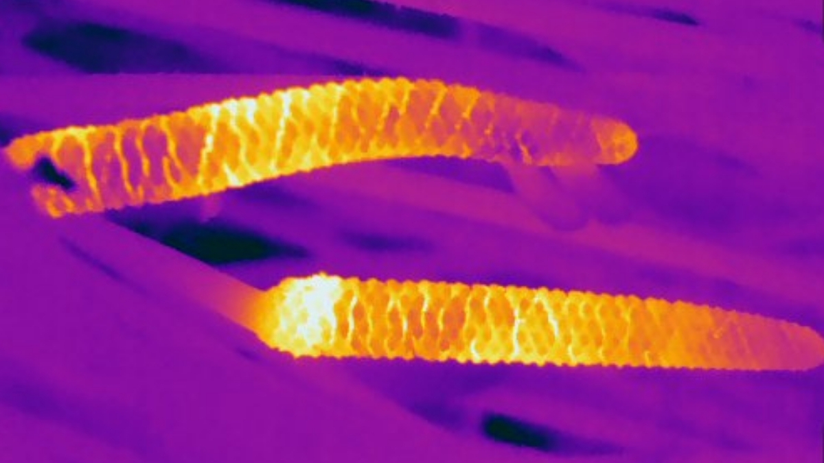 cycad cones in infrared light