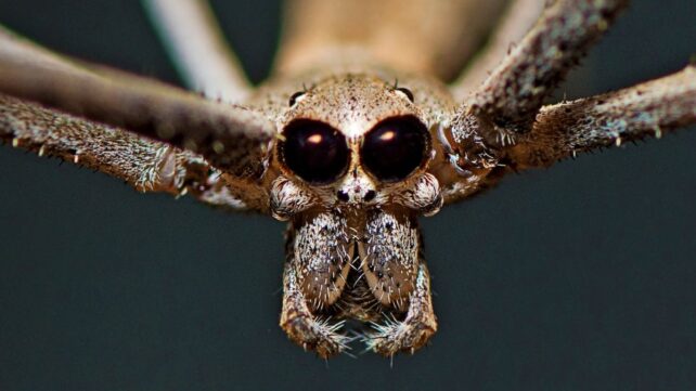 close-up portrait of the spider, showing its two big black forward-facing eyes
