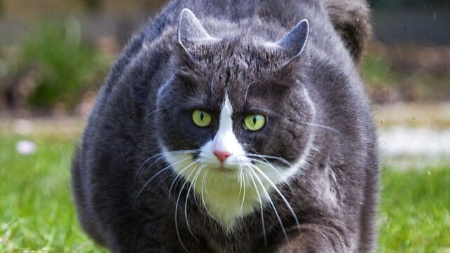close-up portrait of a very overweight grey and white short-haired cat walking across grass