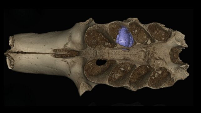 Ancient Caribbean Cave Reveals Bees That Lived Inside Bones
