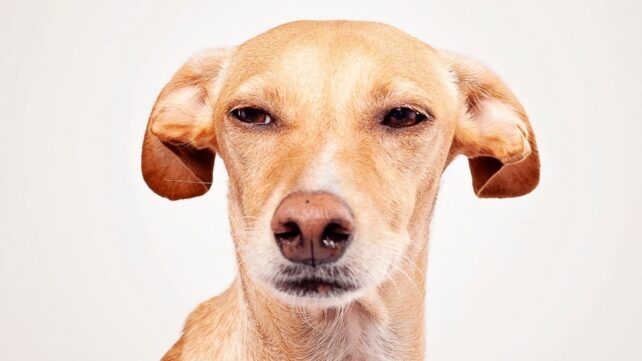 We May Be Misreading Our Dogs' Emotions in Surprising Ways