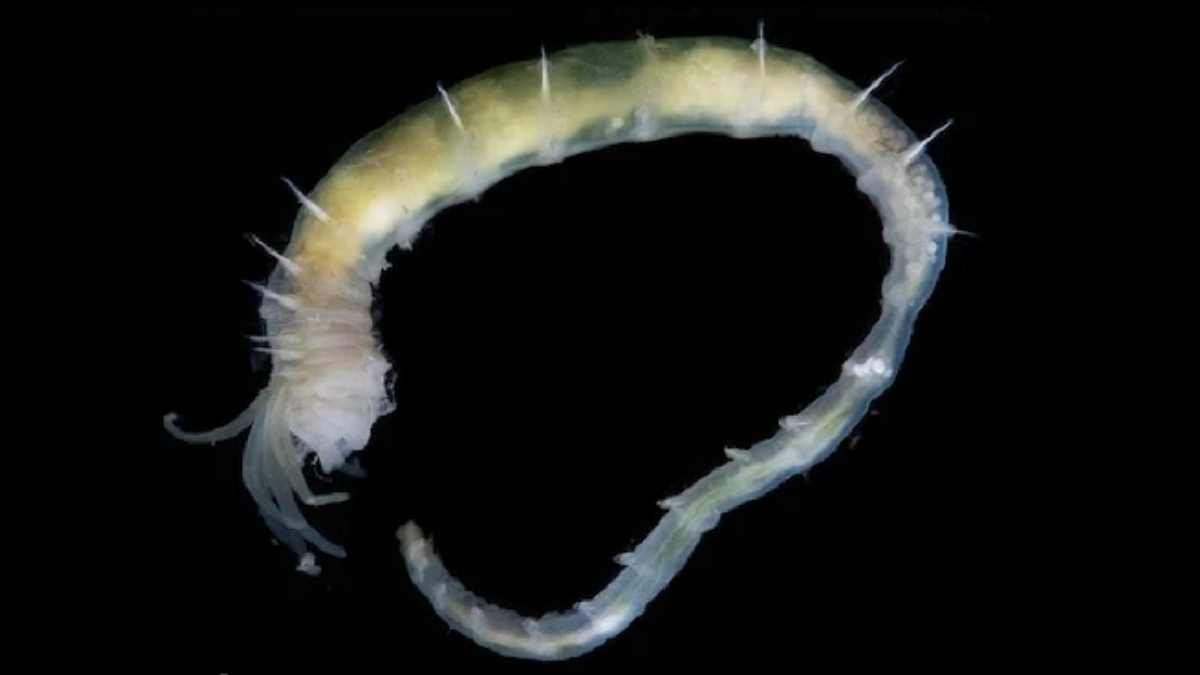 World's Deepest Gas Hydrate Discovered Teeming With Life Off Greenland