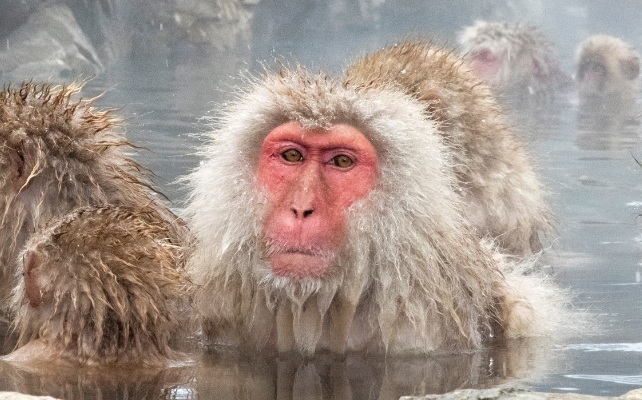 japanese macaque in a pond