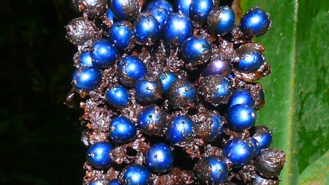 Bright blue berries