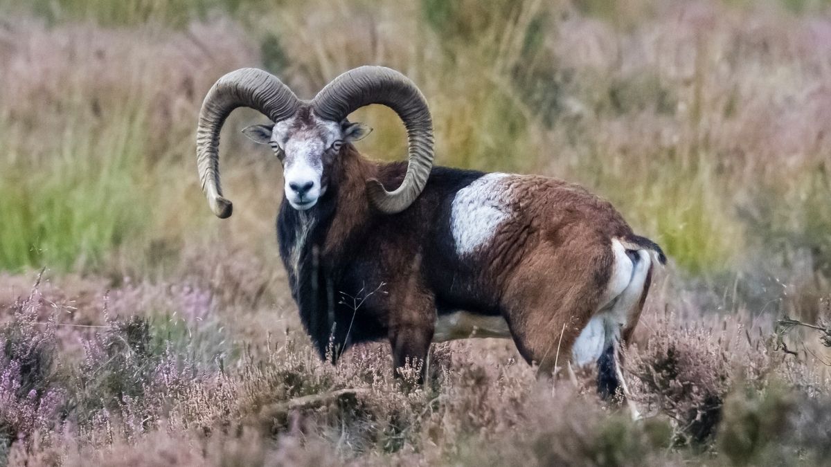 DNA Study Reveals Carrier of World's Earliest-Known Plague