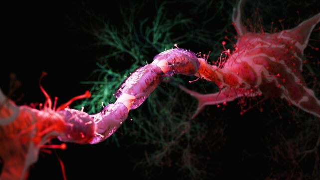 illustration of a nerve fibre