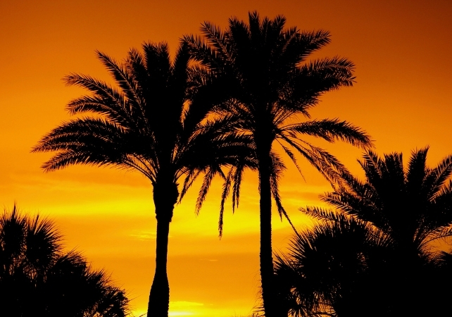 palm trees at sunset
