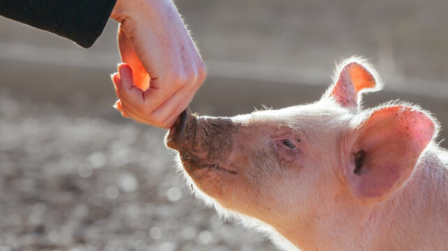 pig sniffing human hand