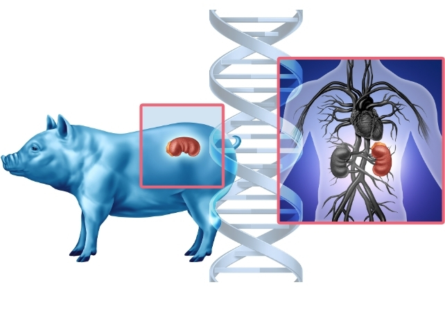pig kidney and dna graphic 