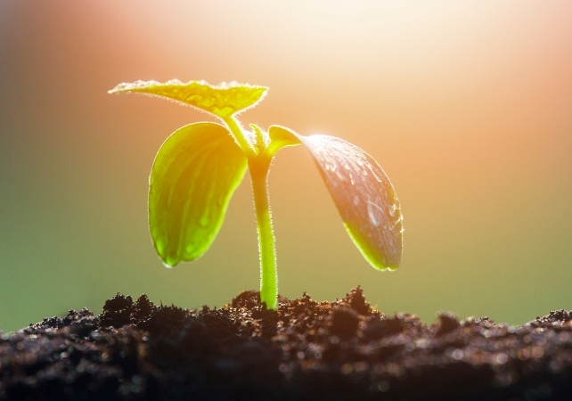 small plant in sunlight