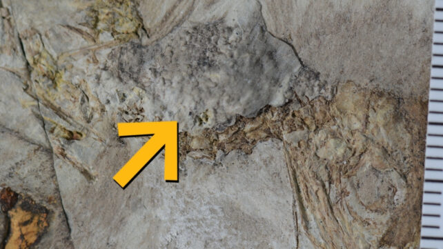 yellow arrow pointing at a fossil