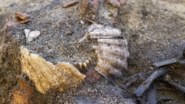 Viking-Age Grave Reveals a Burial Unlike Anything Seen Before
