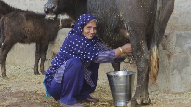South Asia's Dairy Intolerance Could Help Explain Our Ability to Drink Milk