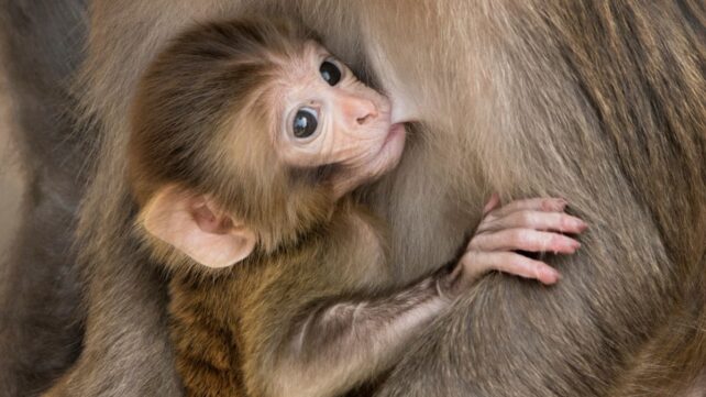 Contraception May Extend The Life of Some Mammal Groups by 10%