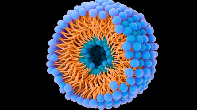 Cross section of a liposome showing bubble-like structures